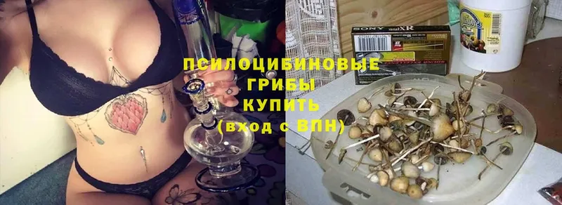 Псилоцибиновые грибы мицелий  где продают наркотики  Новомосковск 